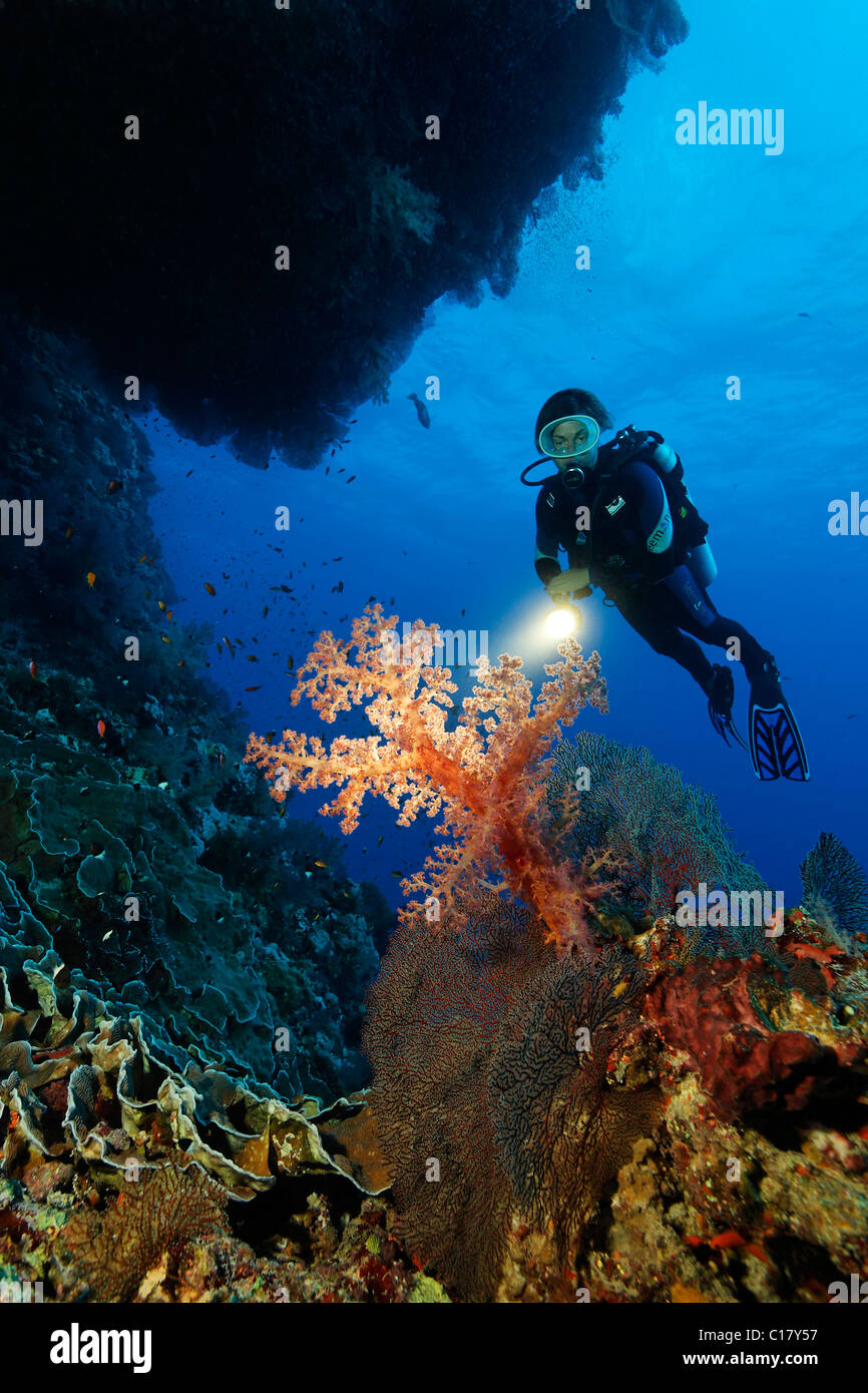 Scuba diver with a torch diving under a coral reef overhang looking at large soft coral (Dendronephthya sp.) with Splendid Stock Photo