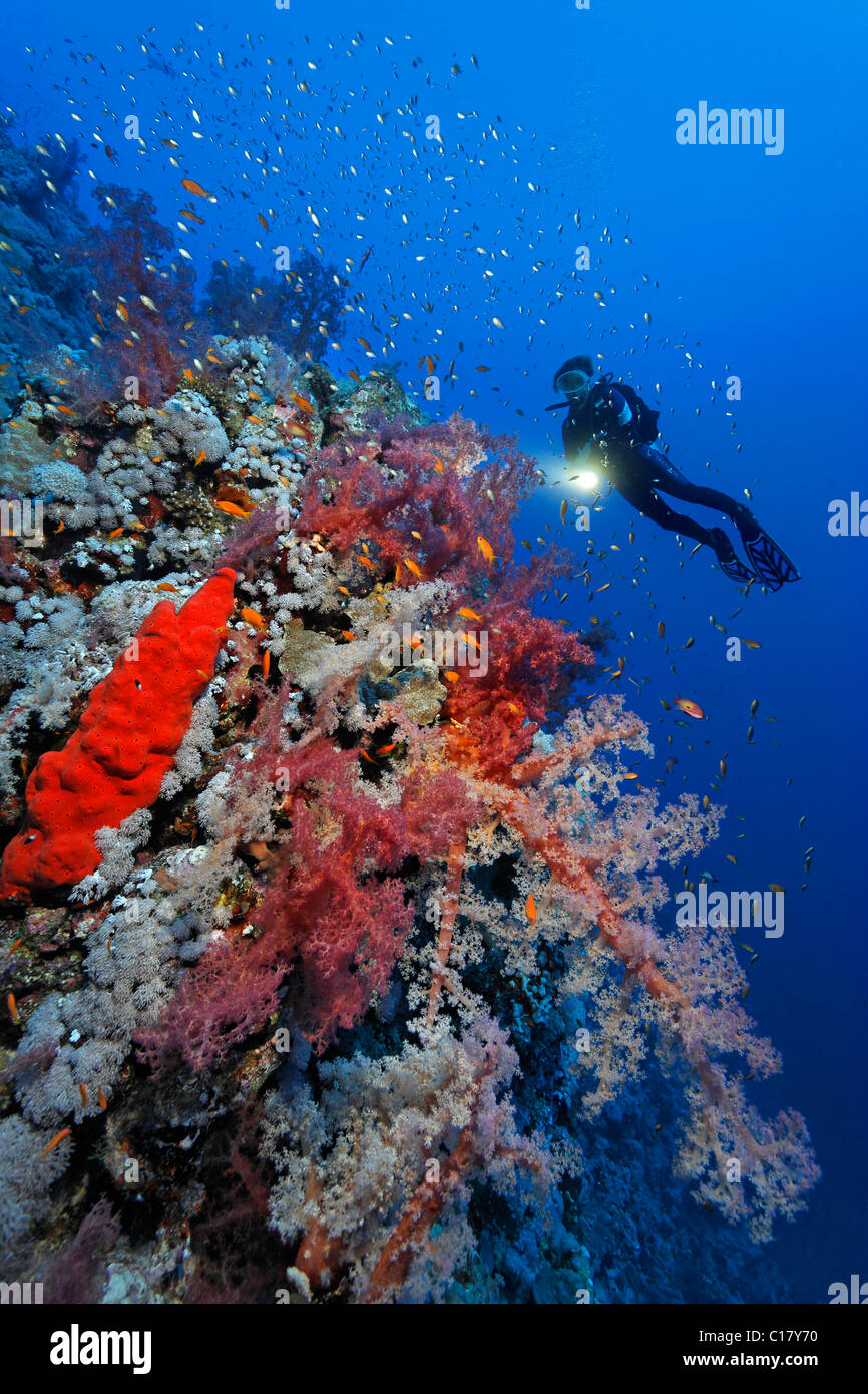 Female scuba diver with a torch exploring a coral cliff covered with various magnificent soft corals and sponges, Hurghada Stock Photo