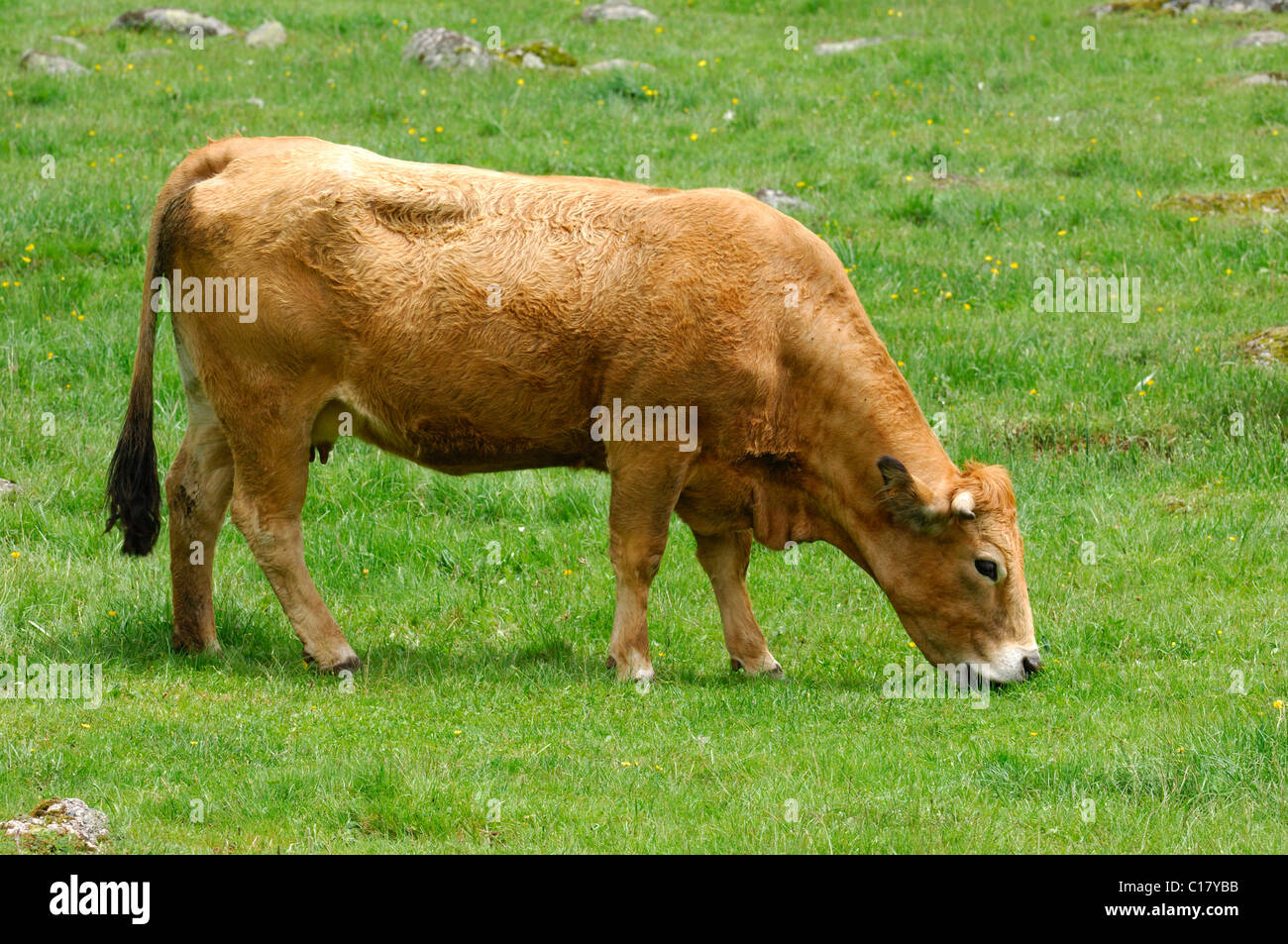 Aubrac cow grasing, Aubrac cattle Stock Photo Alamy