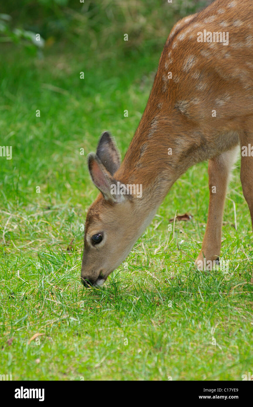 Young Roe Deer (Capreolus capreolus), Olympic National Park, Washington, USA, North America