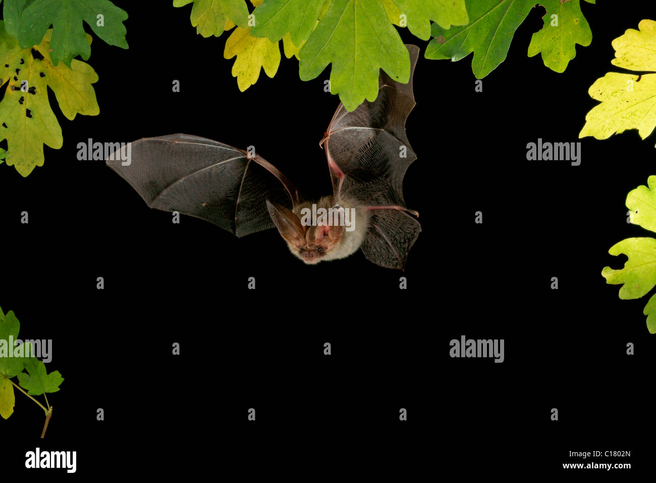 Brown Long-Eared Bat (Plecotus auritus) in flight Stock Photo