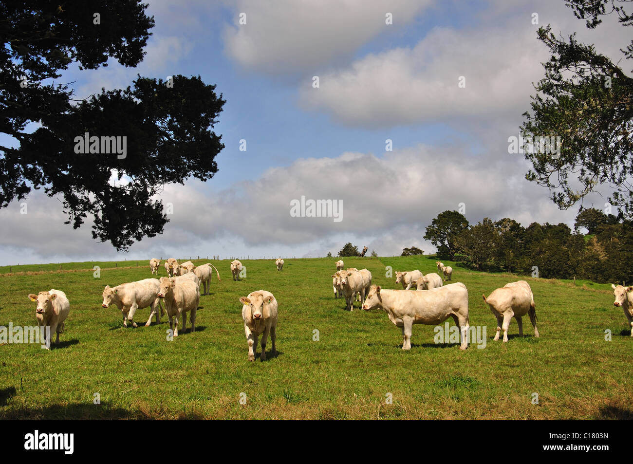 Beef cattle in field near Kaitaia, Northland Region, North Island, New Zealand Stock Photo