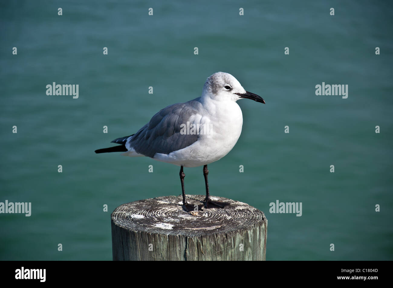 Closeup of a Florida Seagull standing on a post on water's edge Stock Photo