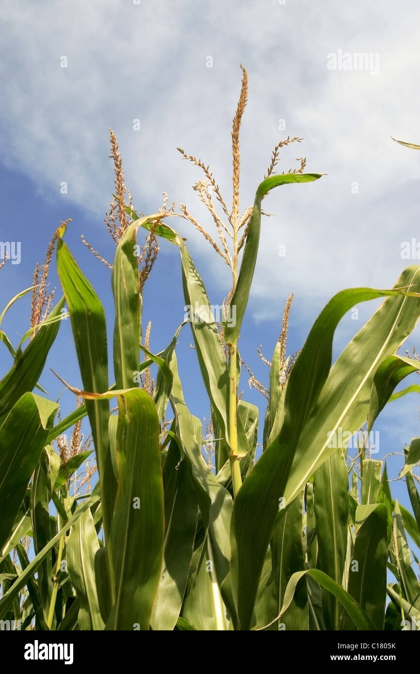 Amish farm corn in field hi-res stock photography and images - Alamy
