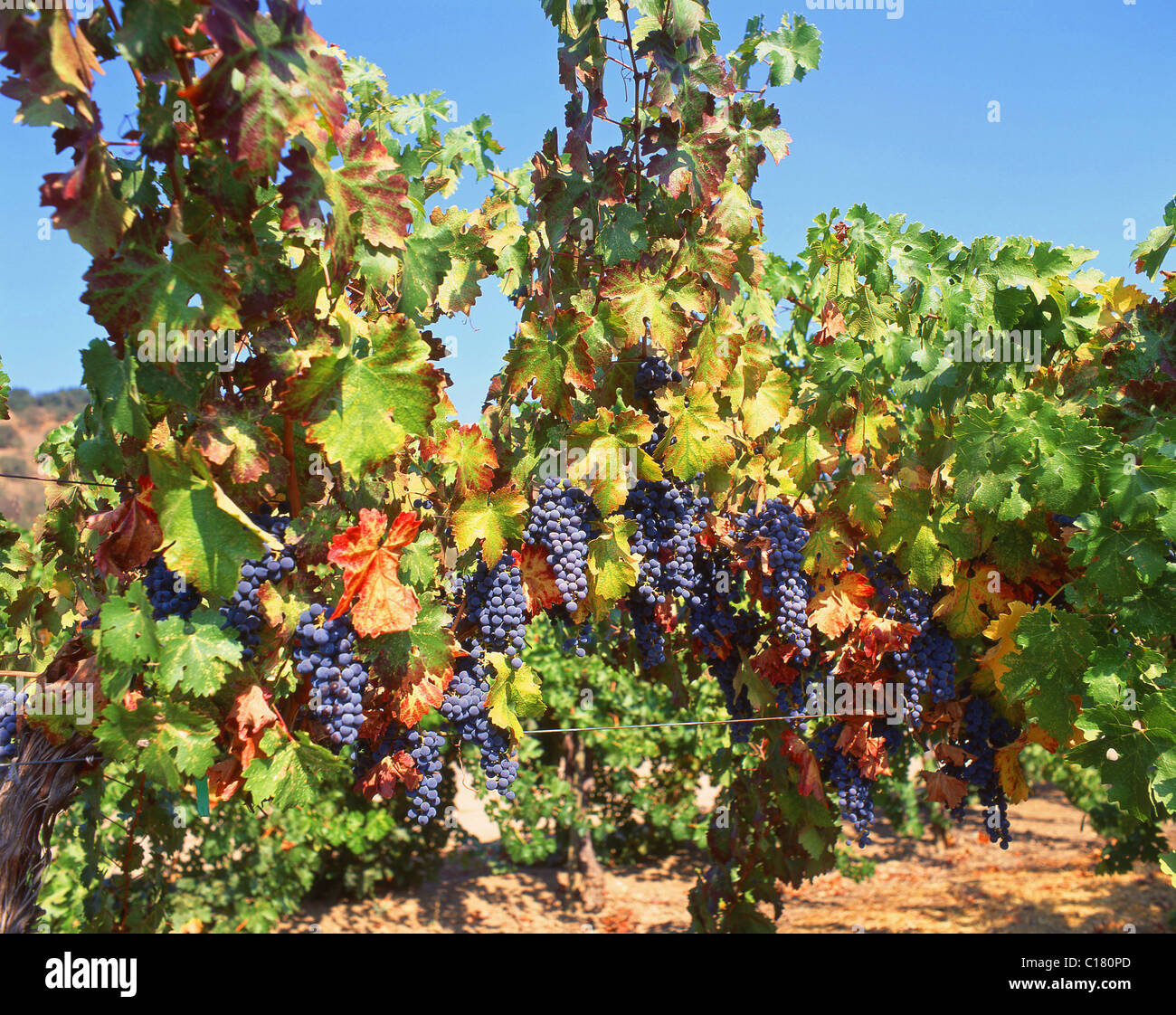 Red grapes on vines, Napa Valley, California, United States of America Stock Photo