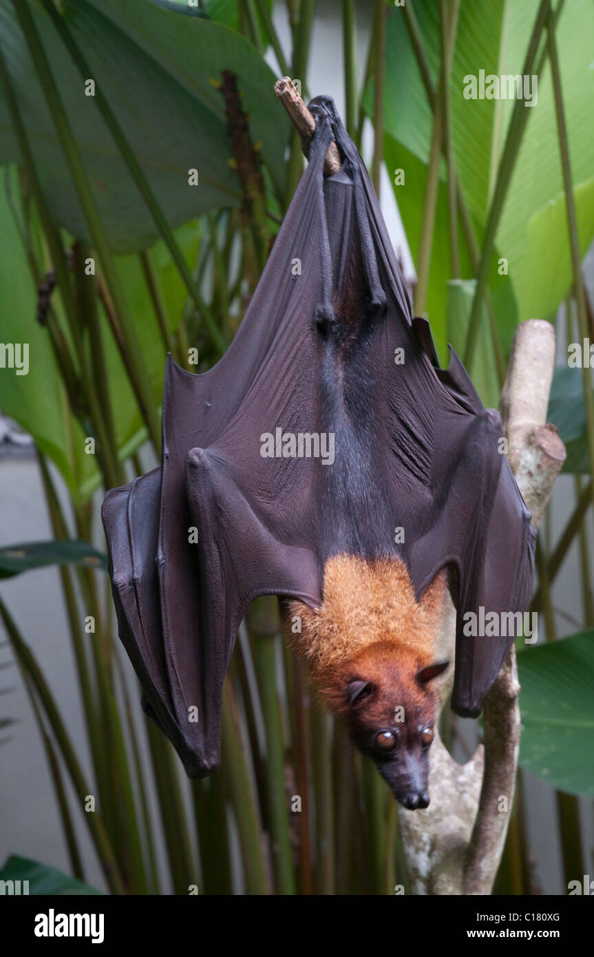 A fruit bat also known as a flying fox (Pteropus vampyrus) in Bali