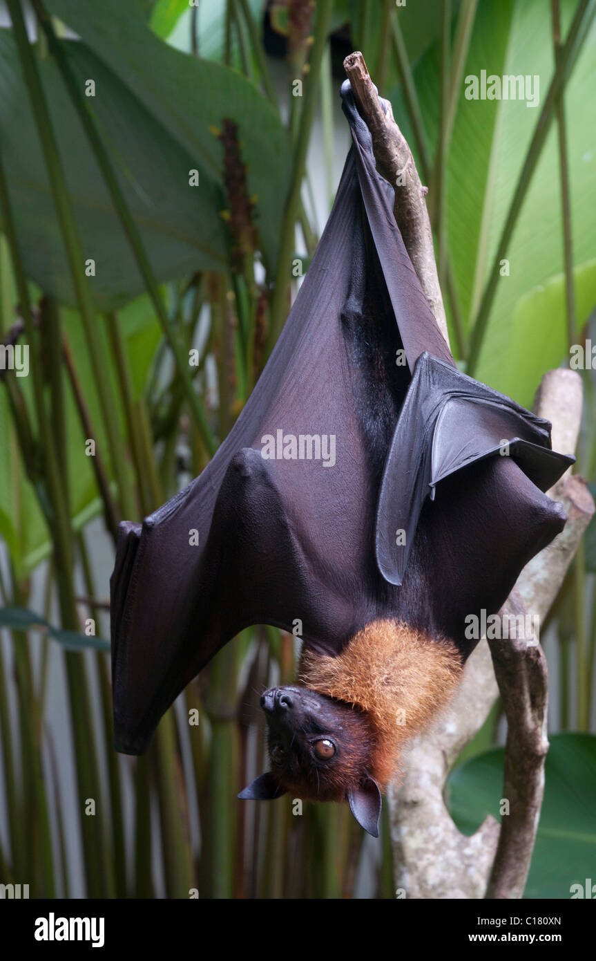 Flying Fox Fruit Bat Discount Sales Save 54 Jlcatjgobmx 