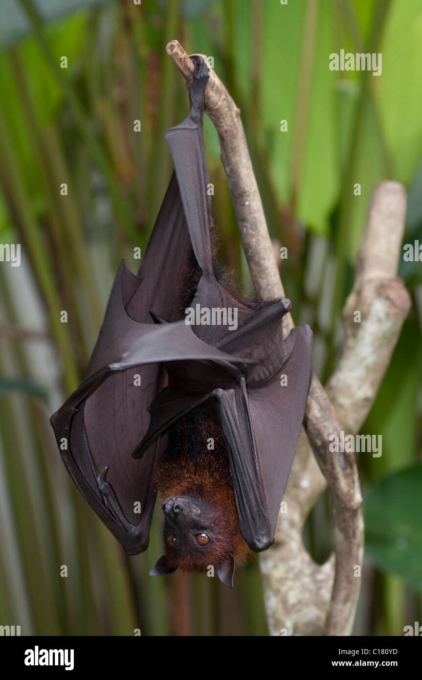 A fruit bat also known as a flying fox (Pteropus vampyrus) in Bali Indonesia Stock Photo