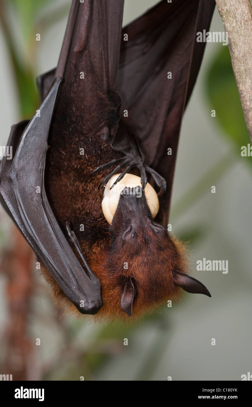 What Do Dayak Fruit Bat Eat