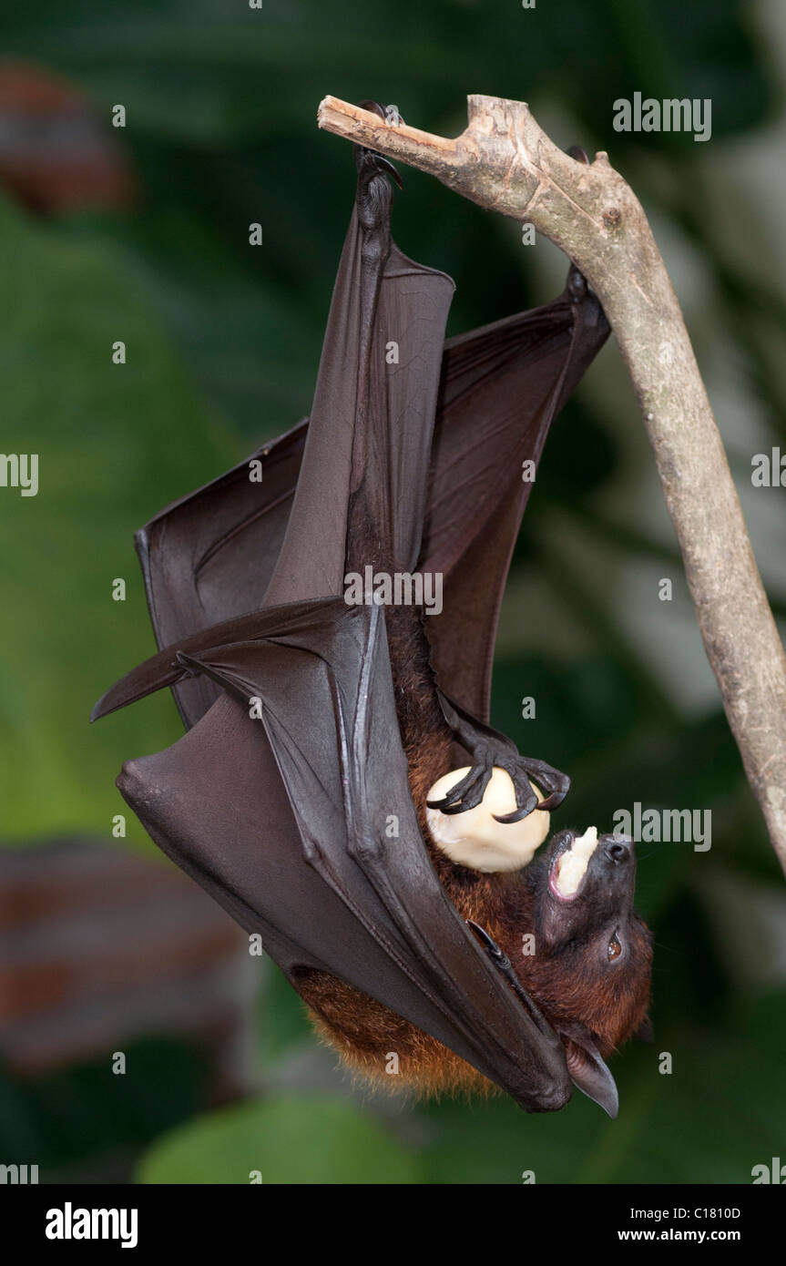 Pteropus vampyrus sale