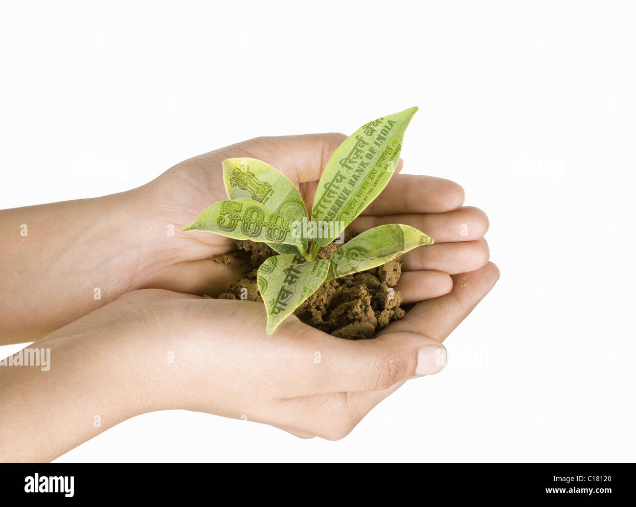 Close-up of a person's hands holding a plant with leaves of Indian currency Stock Photo