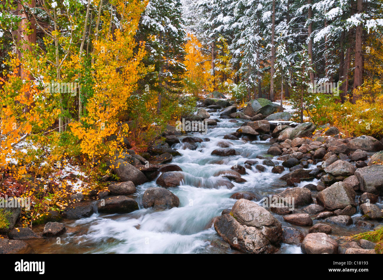 Fresh snow on fall aspens and pines along Creek, Inyo National