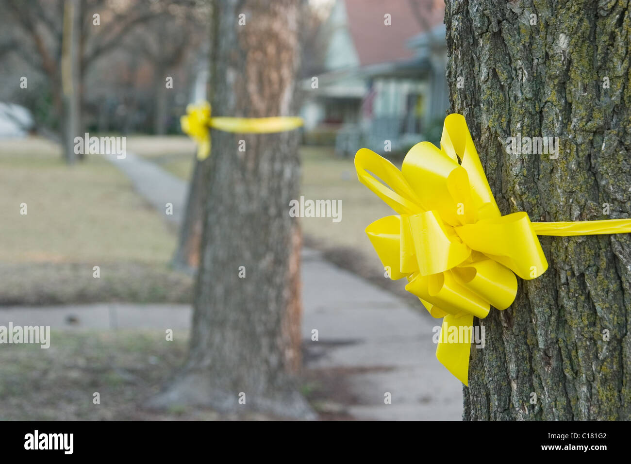 Yellow Ribbon Tree