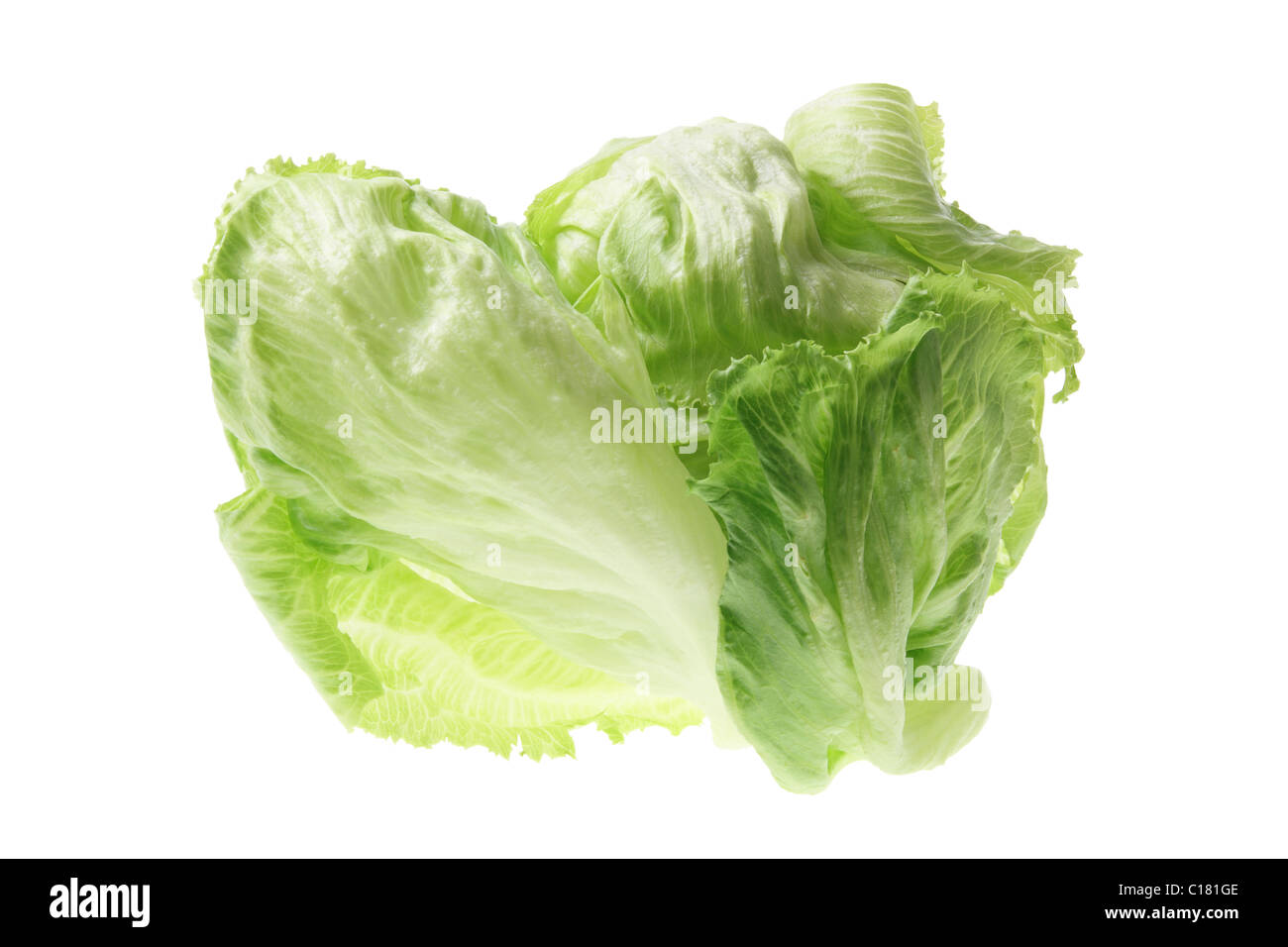 Iceberg Lettuce Stock Photo Alamy