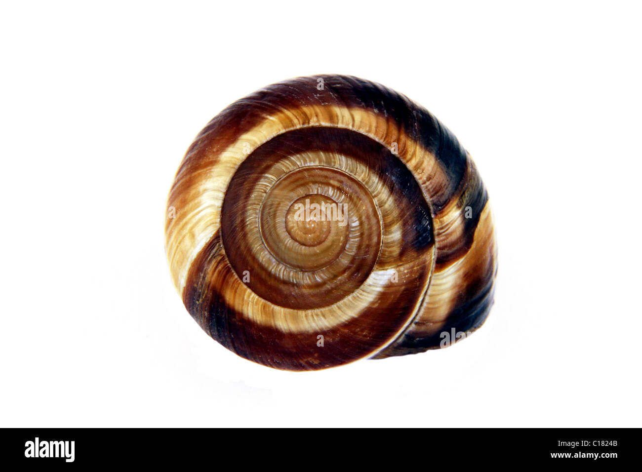 snail house isolated Stock Photo Alamy