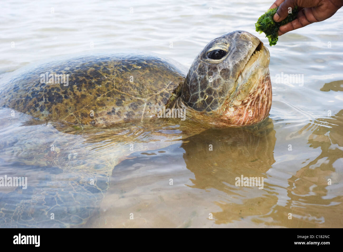 Turtle eating in the ocean Stock Photo