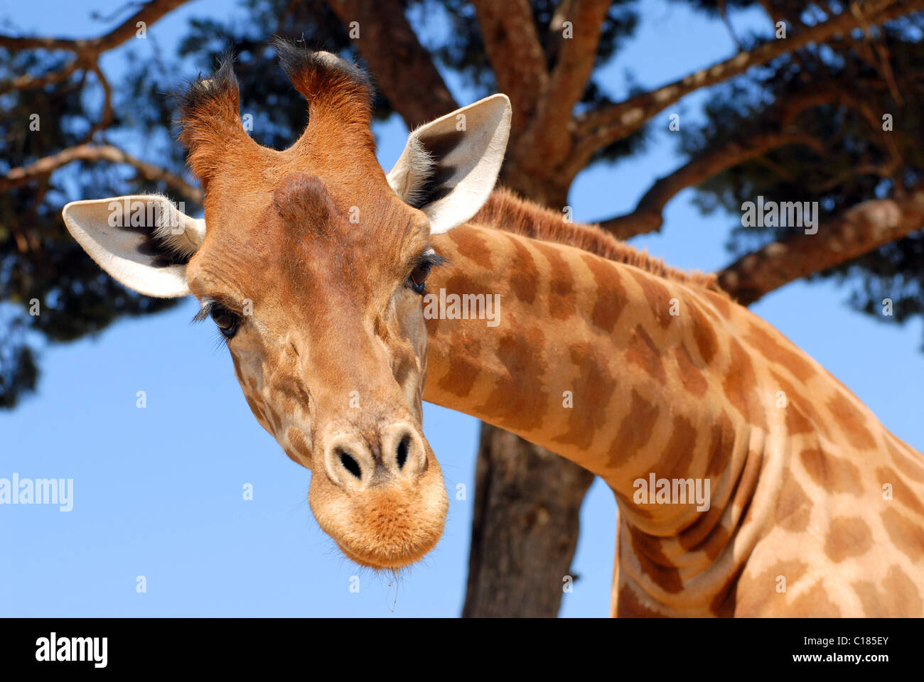 Portrait of giraffe (Giraffa camelopardalis) view front Stock Photo