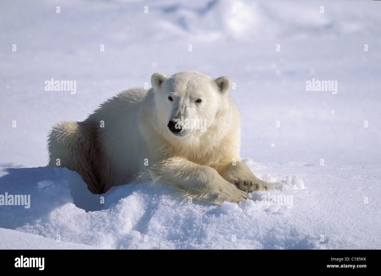 Polar bear Stock Photo