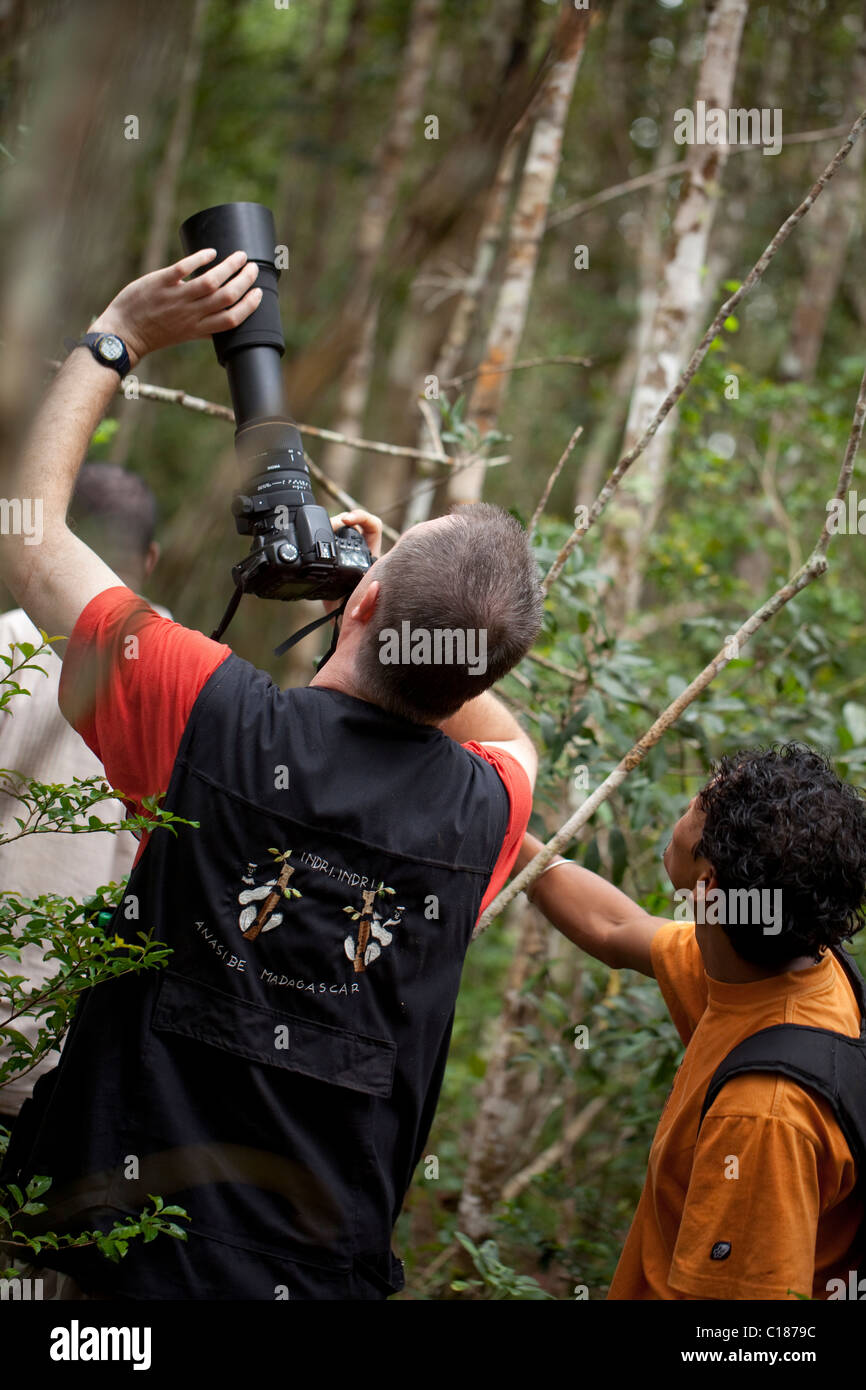 Local Wildlife Guide pointing out Indri Lemur subject to tourist photographer. Andasibe National Park, Madagascar. Stock Photo