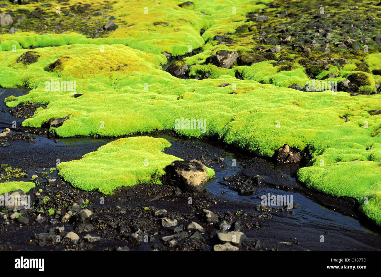 Island, Austurland Region, Vatnajokull area, moss (Philonotis) Stock Photo