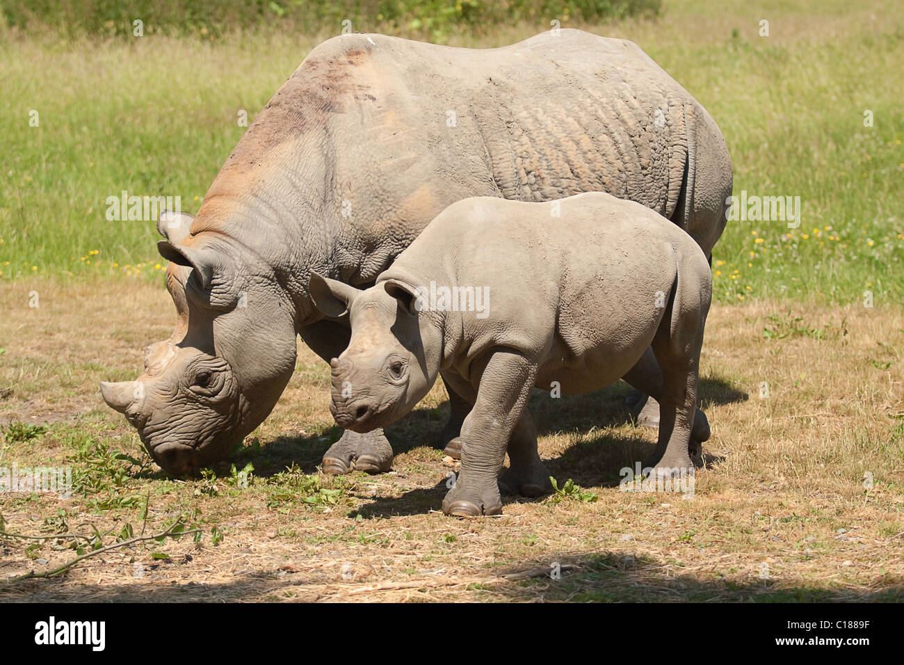 mother black rhino with young Stock Photo
