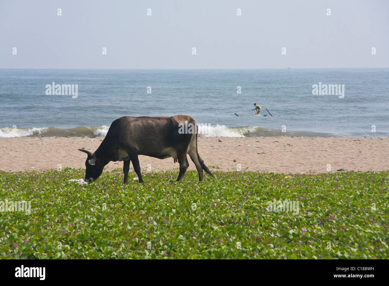 Cow at the beach eating grass and fisherman in the background. Stock Photo