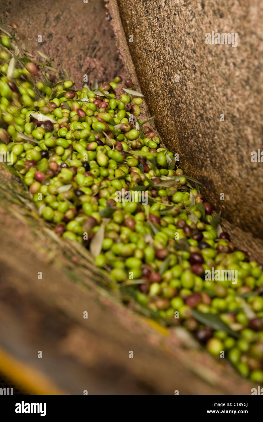 Olive mill hires stock photography and images Alamy