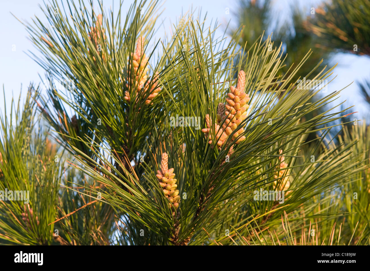 Pine tree forming pine cones Stock Photo