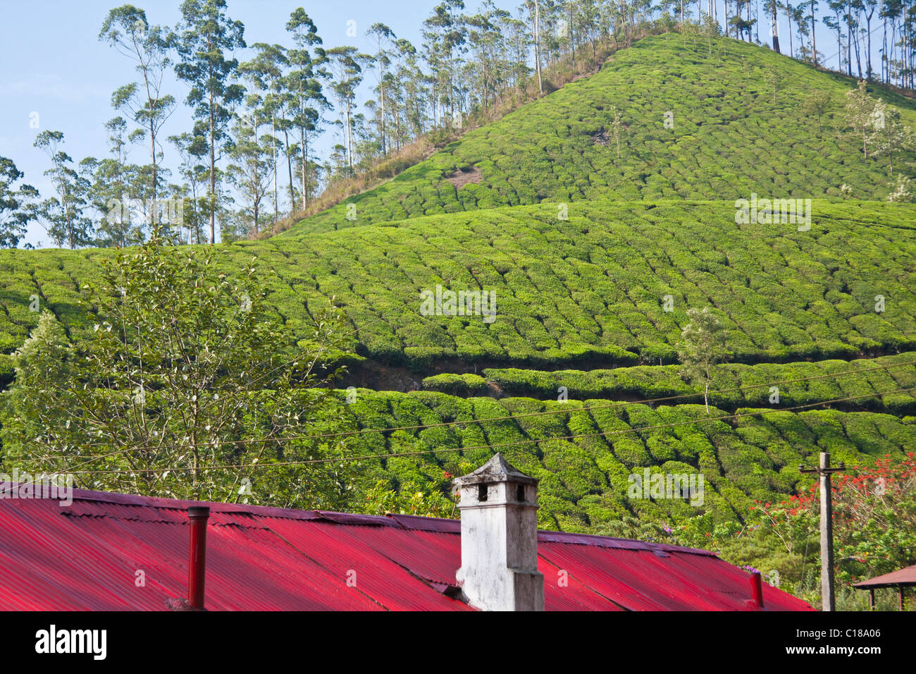 Tea plantations and red roof with chimney Stock Photo