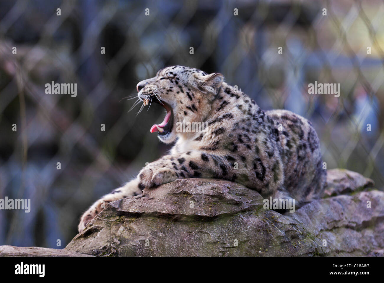 Snow leopard sat on a rock yawning Stock Photo