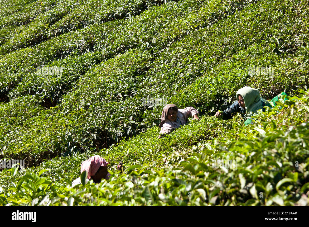 Women working at the tea plantations in Kerala Stock Photo