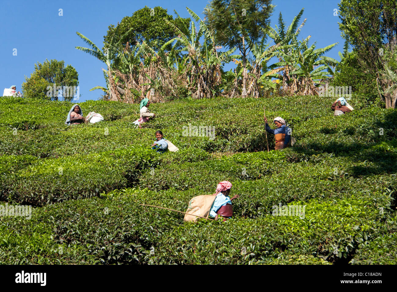 Women working at the tea plantations in Kerala Stock Photo