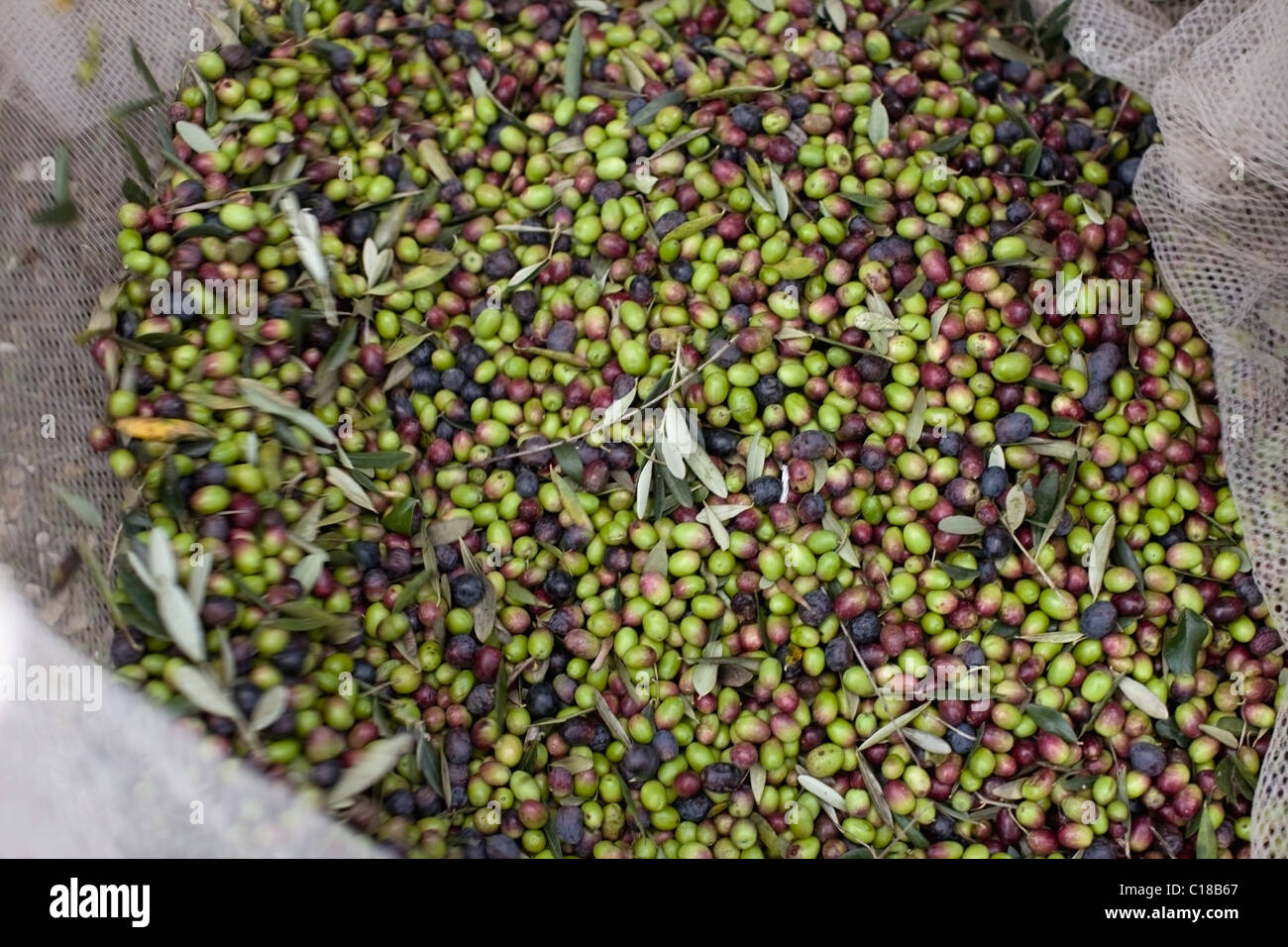 Fresh olives Stock Photo 35219807 Alamy