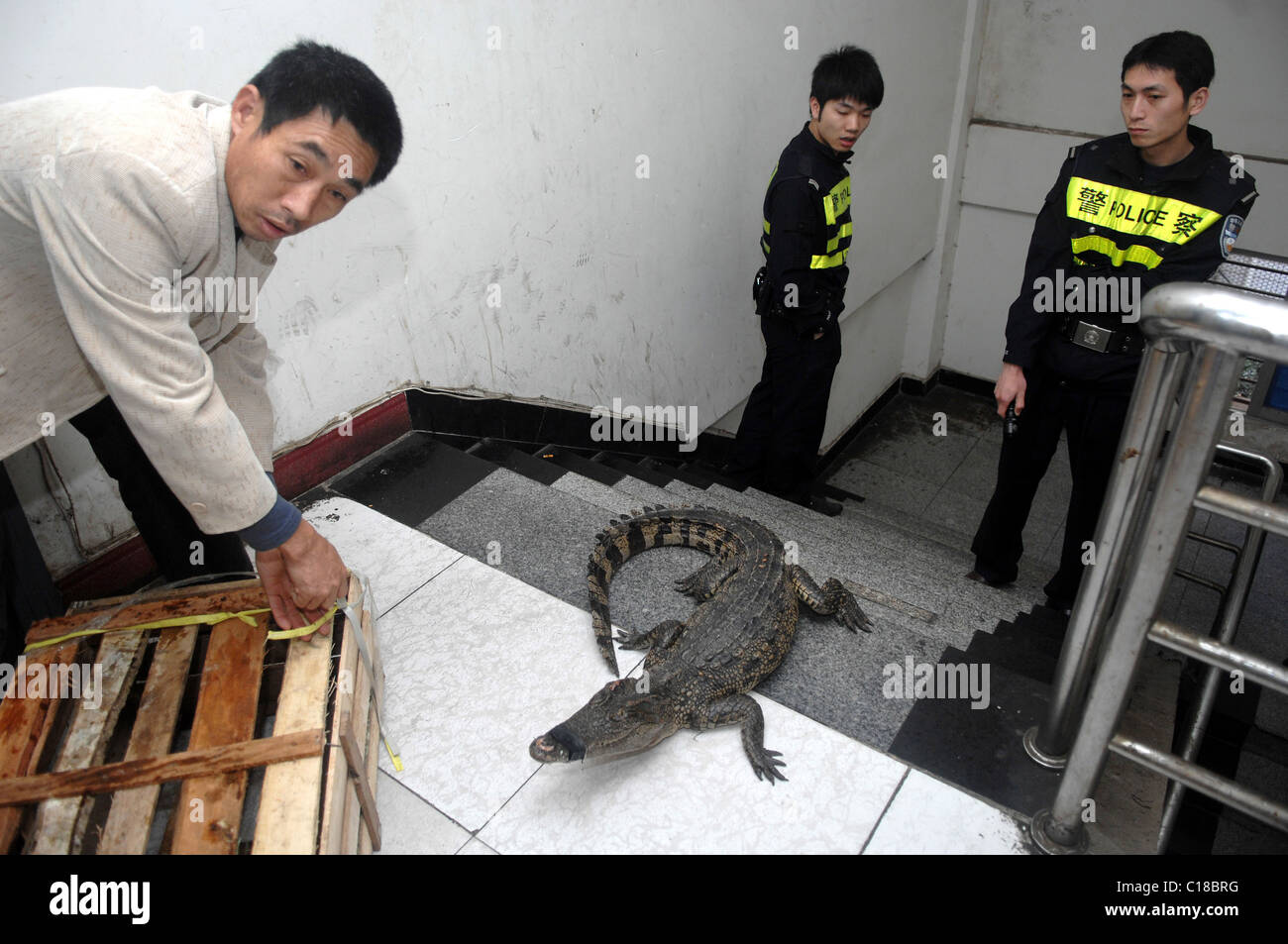 Crocodile chaos This crocodile couldn't wait to escape the Chinese