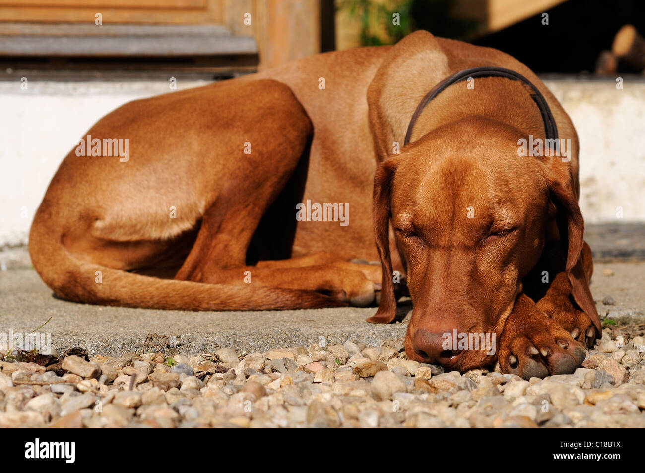 Stock photo of a sleeping Hungarian Vizsla dog Stock Photo Alamy