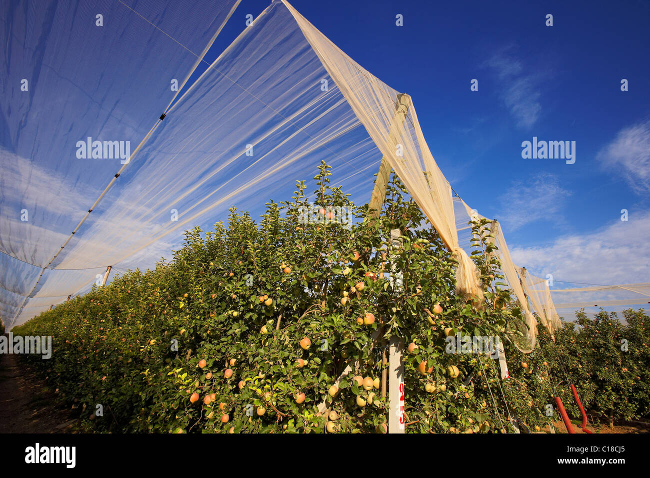 Apple net protection against hailstorm on a fruit farm in LLeida. Spain. Stock Photo