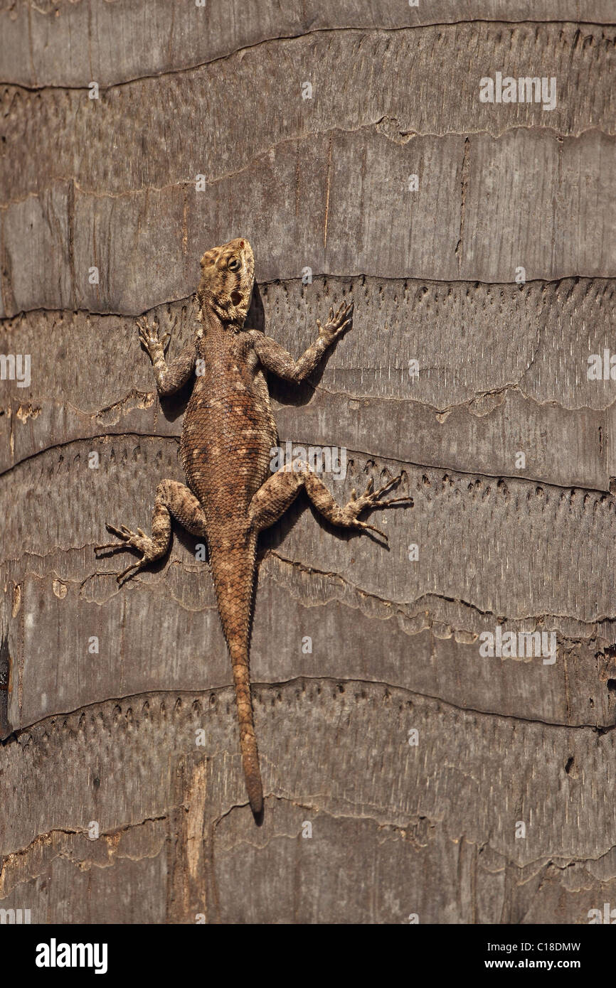 Agama (Agama agama Stock Photo - Alamy