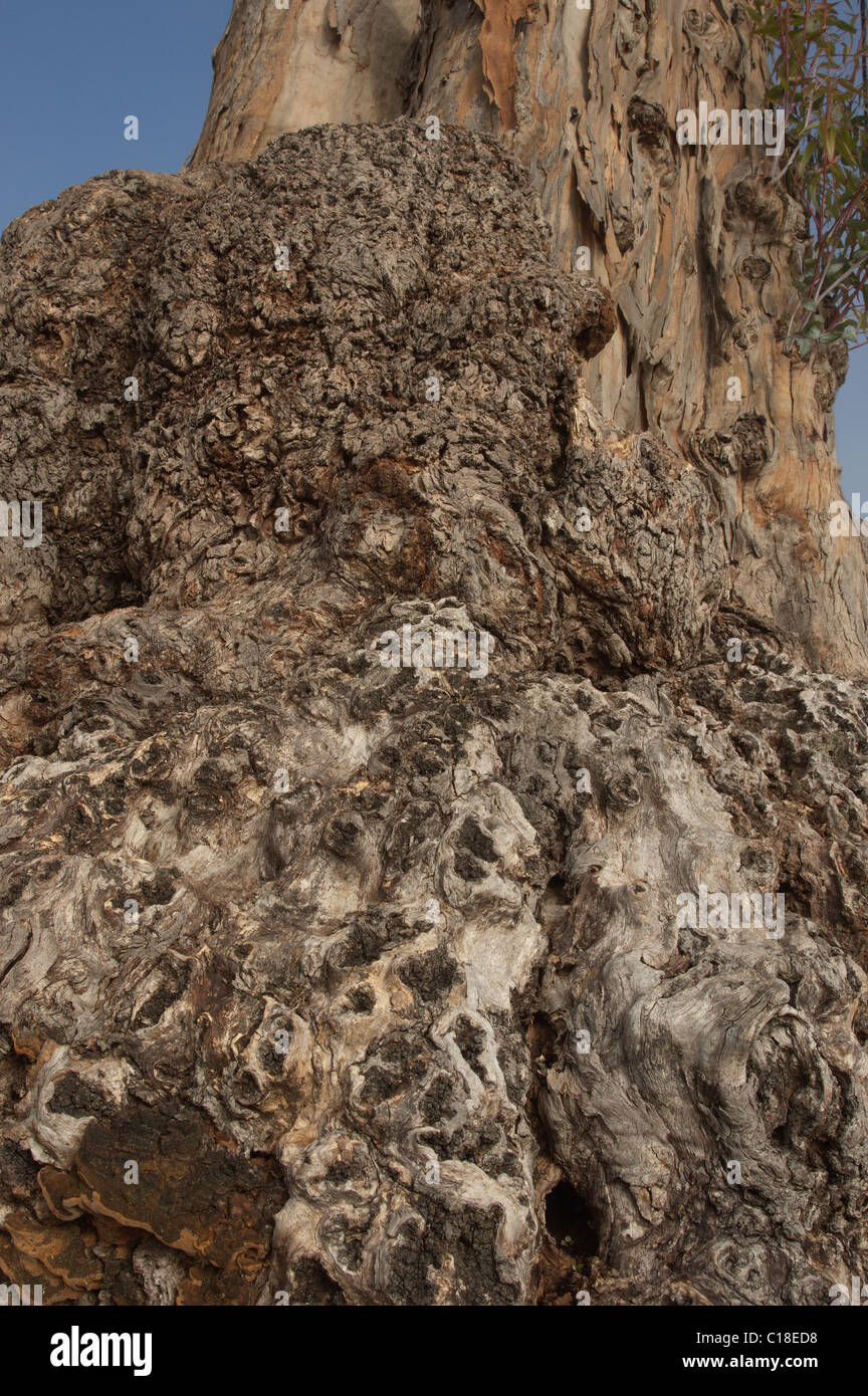Detail of the fungal nodes in the trunk of an Eucalyptus tree (Eucalyptus globulus) Stock Photo
