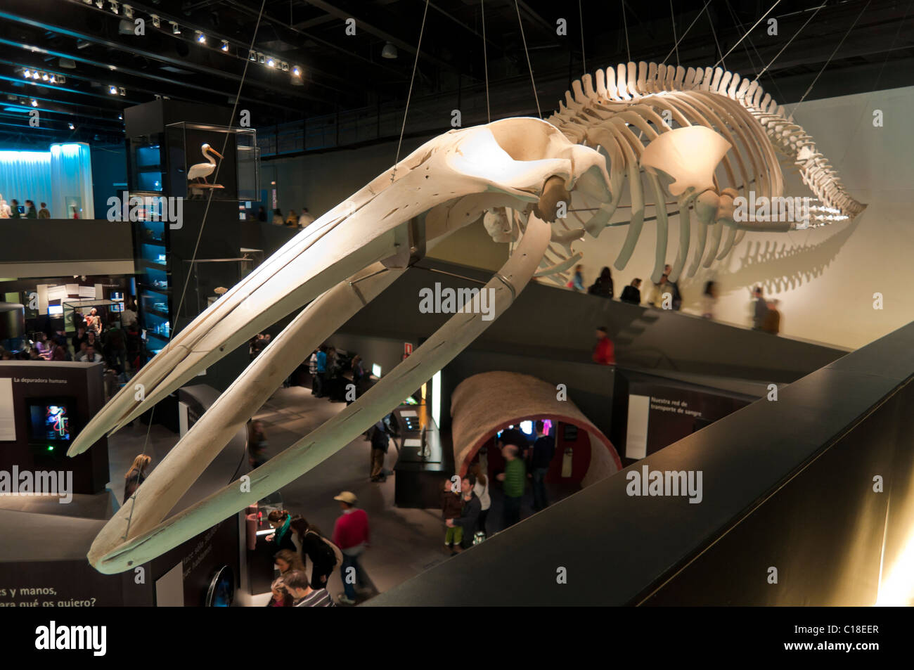 whale skeleton in a museum Stock Photo