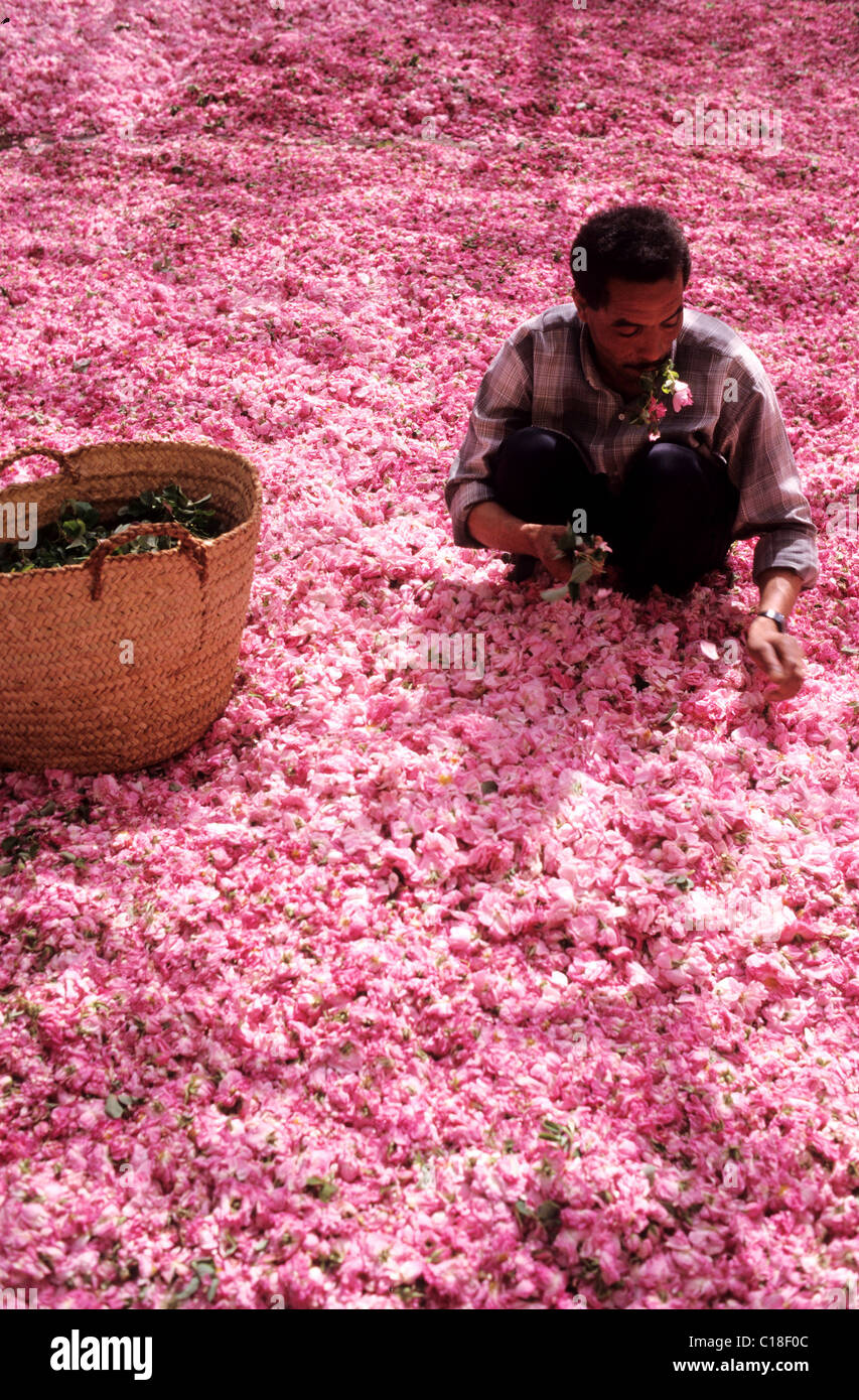 Morocco, High Atlas, Roses Valley Stock Photo - Alamy