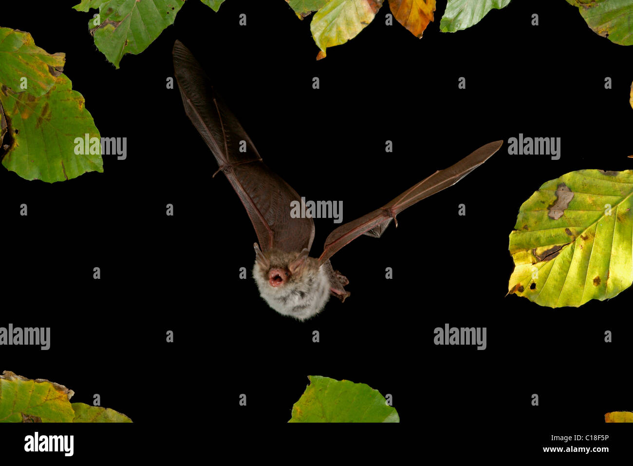 Natterer's Bat (Myotis nattereri) in flight Stock Photo