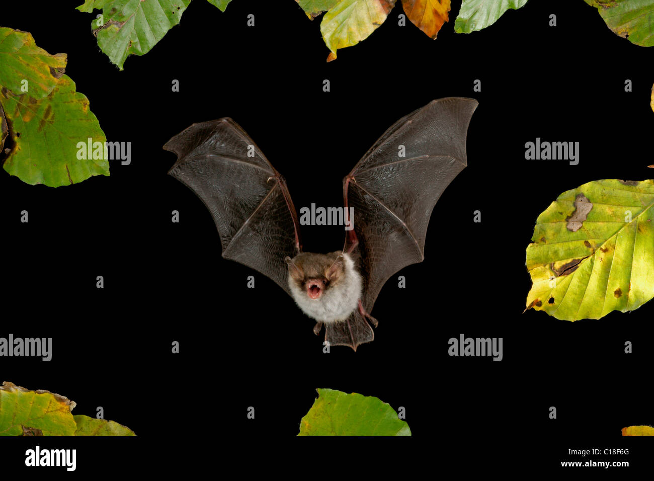 Natterer's Bat (Myotis nattereri) in flight Stock Photo