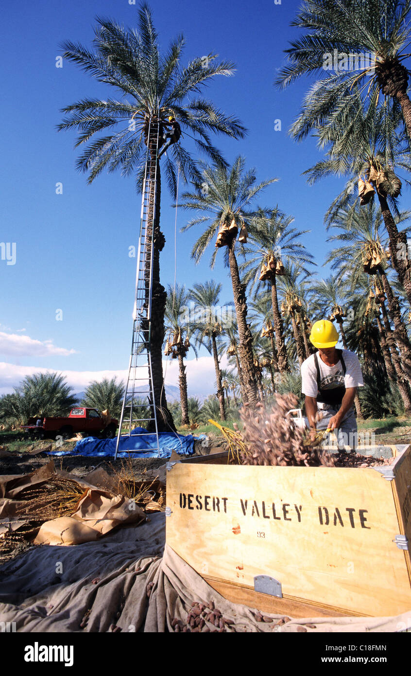 United States, California, Palm Springs area, Coachella valley, date