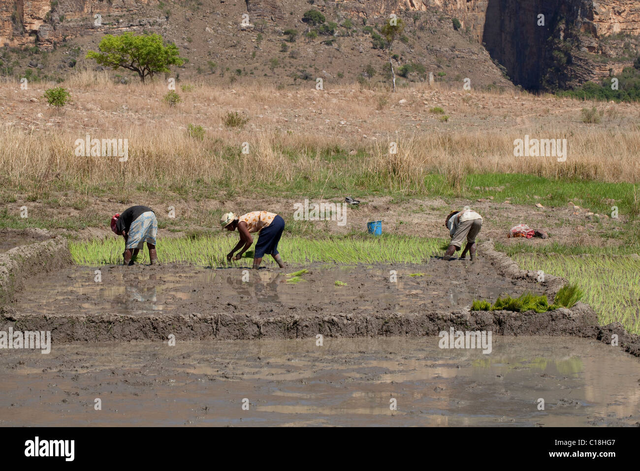Women planting Rice (Oryza sativa) seedlings in recently prepared embanked paddy plots. Madagascar. Stock Photo
