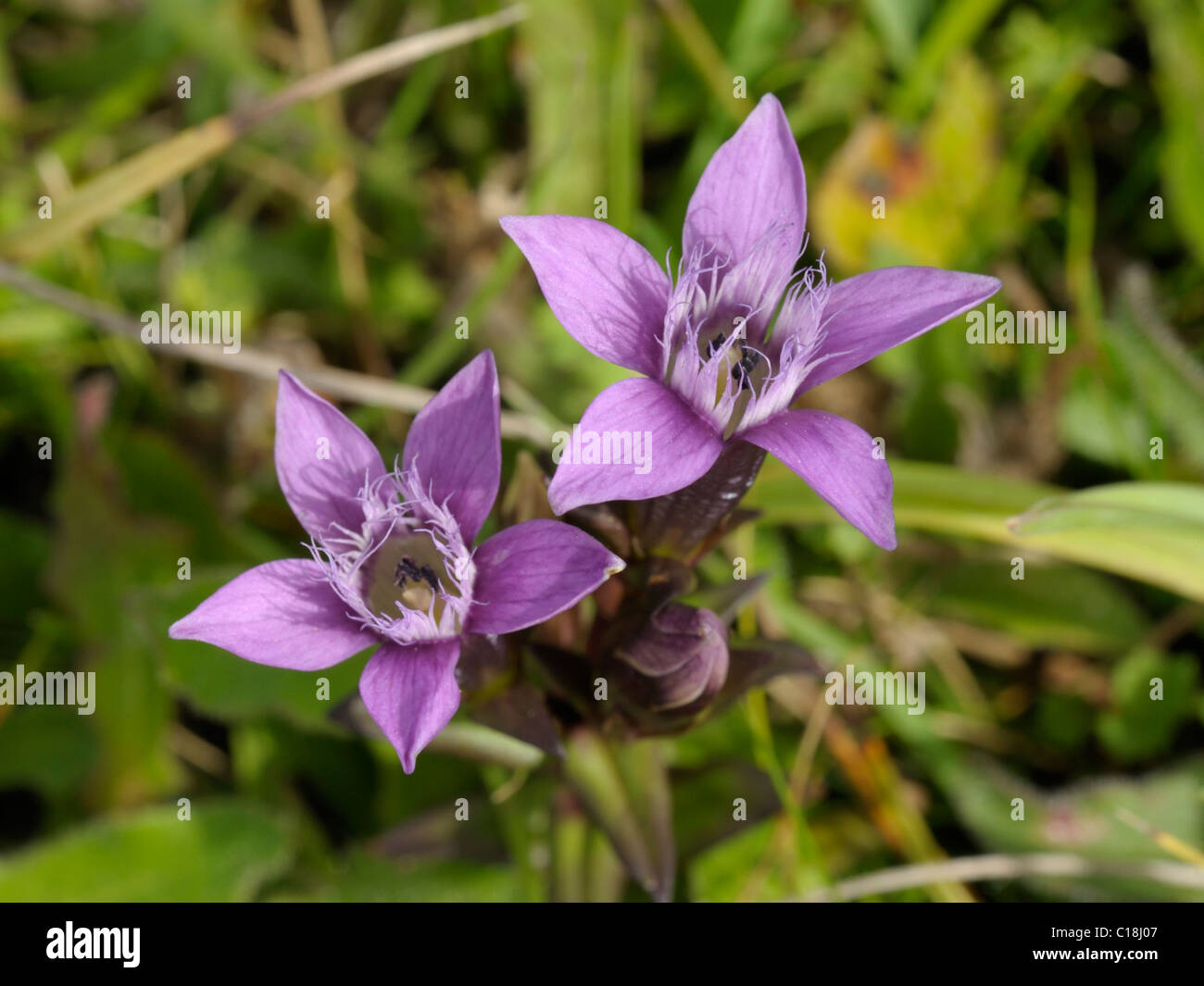 Chiltern Gentian, gentianella germanica Stock Photo