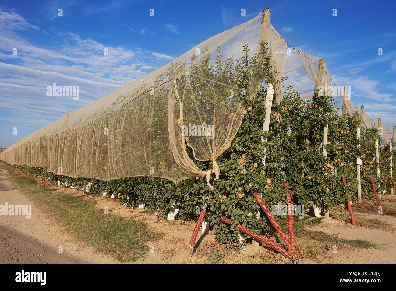 Apple tree net protection against hailstorm in LLeida. Spain. Stock Photo