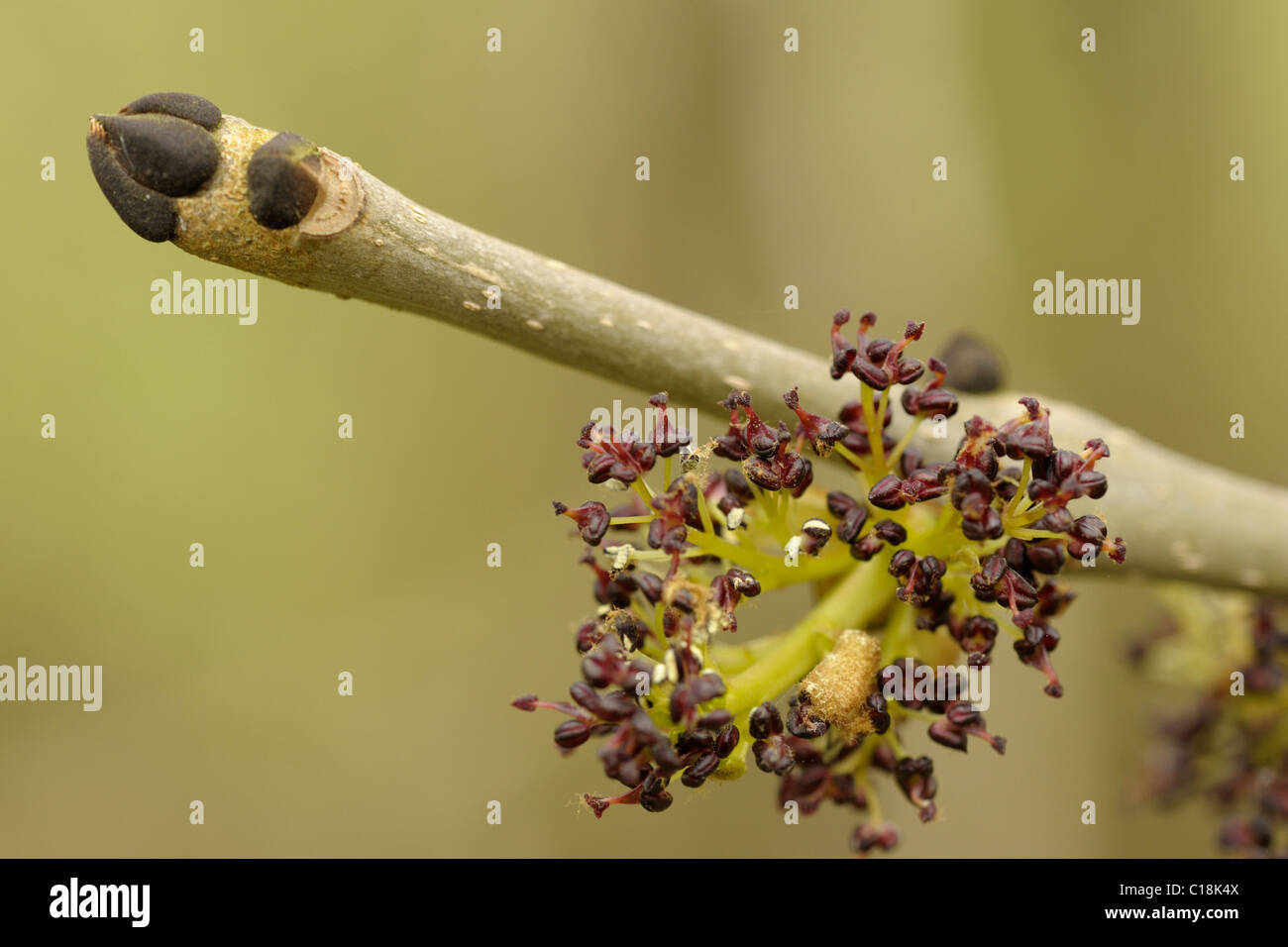 Ash flowers and buds, fraxinus excelsior Stock Photo