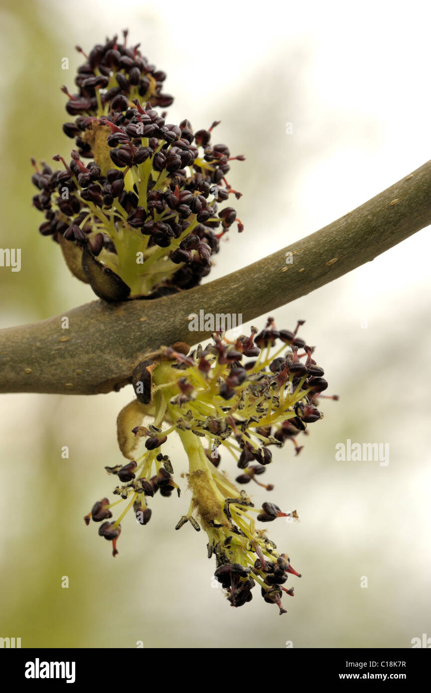 Ash flowers, fraxinus excelsior Stock Photo