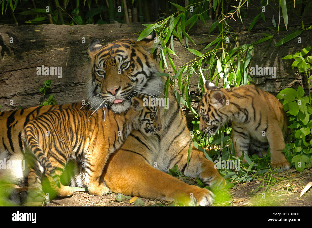 Sumatran Tiger (Panthera tigris sumantrae), young animal and mother Stock Photo