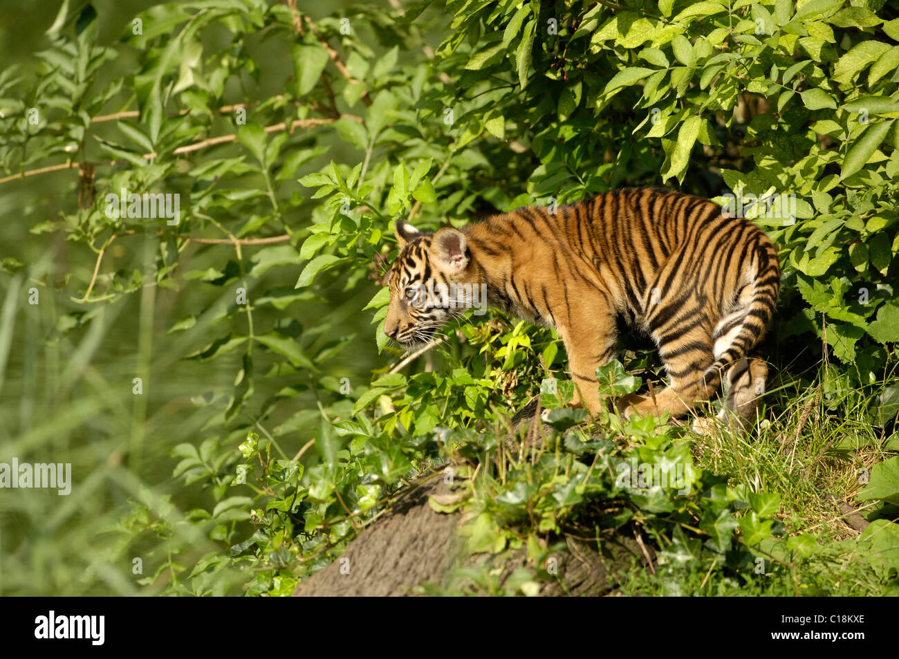 Sumatran Tiger (Panthera tigris sumatrae), young animal Stock Photo
